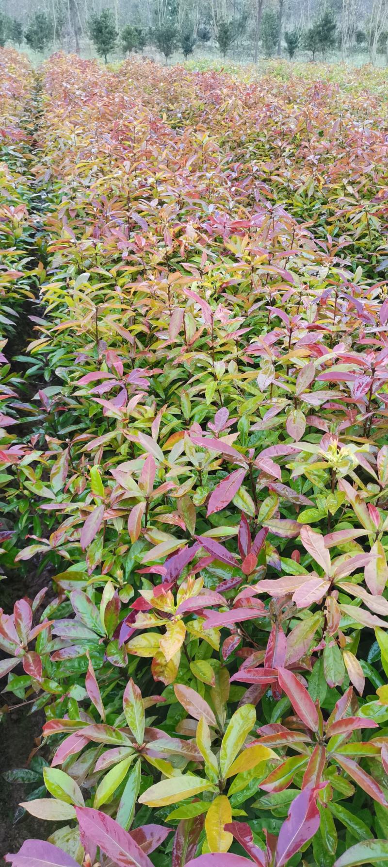 地径2-3公分木荷，造林苗绿化苗大量供应，自产自销
