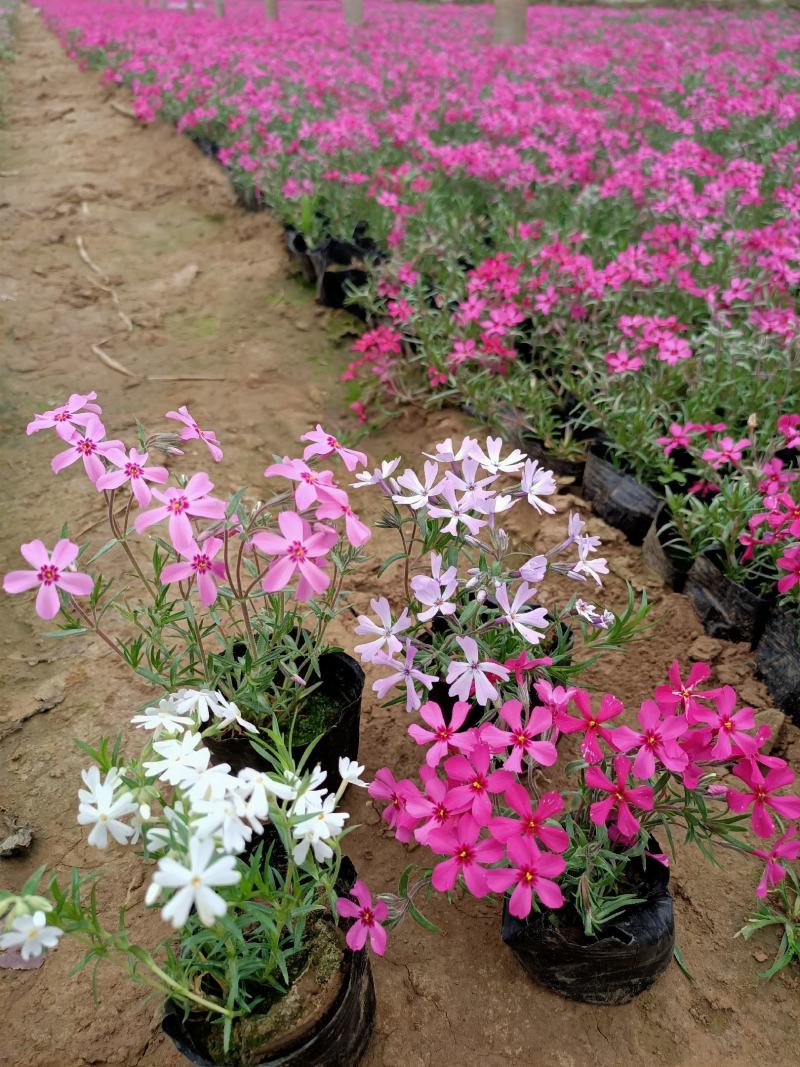 苗圃直销丛生福禄考芝樱花杯苗芝樱花海丛生福禄考基地芝樱花