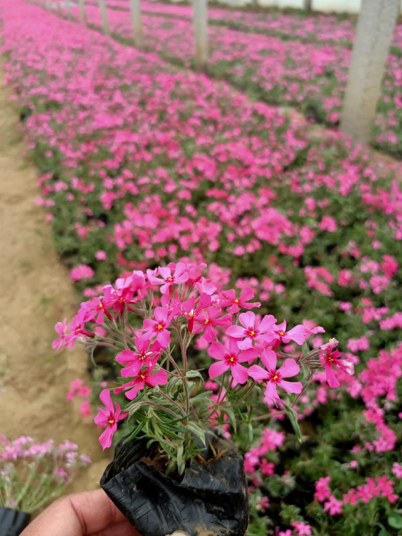 苗圃直销丛生福禄考芝樱花杯苗芝樱花海丛生福禄考基地芝樱花