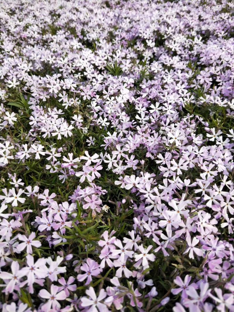 苗圃直销丛生福禄考芝樱花杯苗芝樱花海丛生福禄考基地芝樱花
