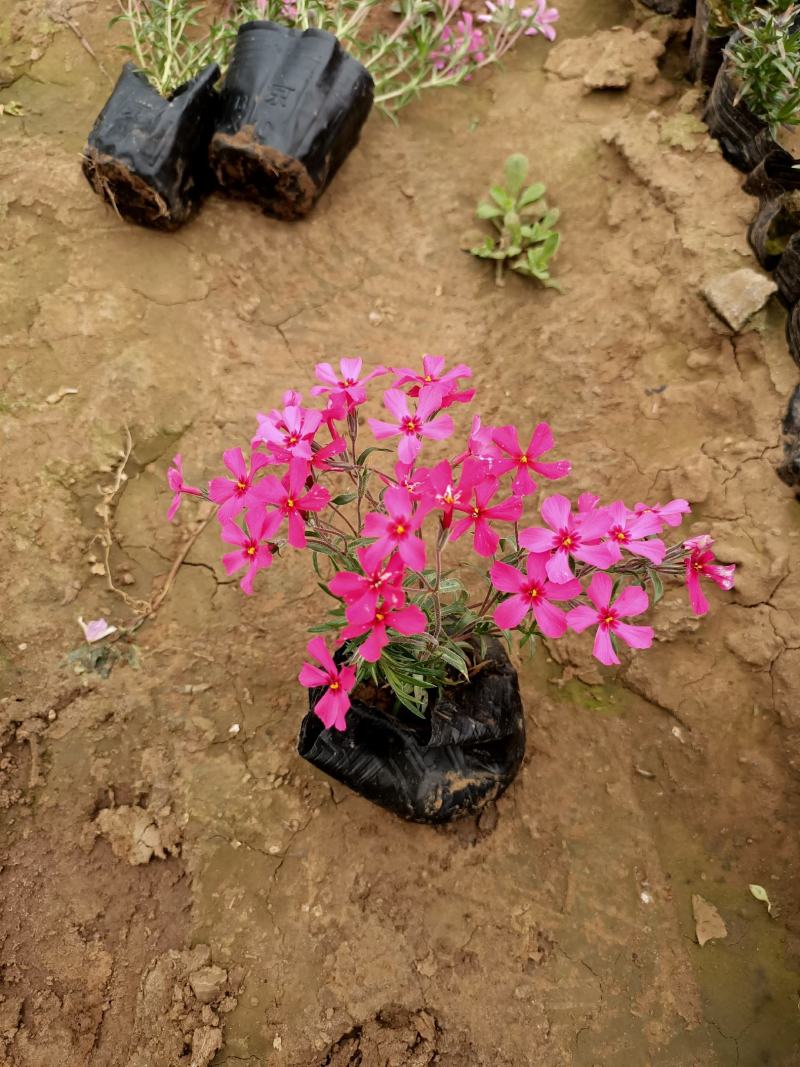 苗圃直销丛生福禄考芝樱花杯苗芝樱花海丛生福禄考基地芝樱花