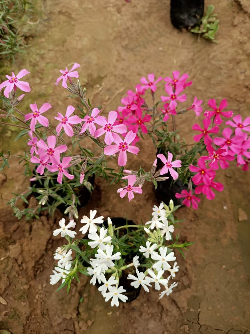 苗圃直销丛生福禄考芝樱花杯苗芝樱花海丛生福禄考基地芝樱花