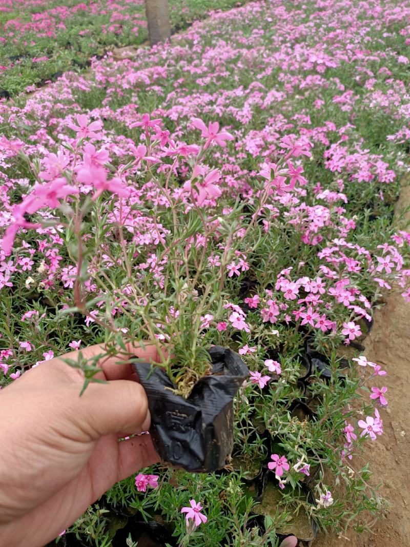 苗圃直销丛生福禄考芝樱花杯苗芝樱花海丛生福禄考基地芝樱花