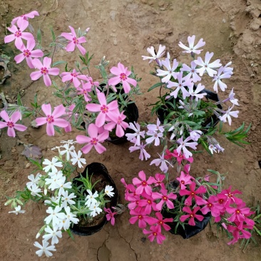 苗圃直销丛生福禄考芝樱花杯苗芝樱花海丛生福禄考基地芝樱花