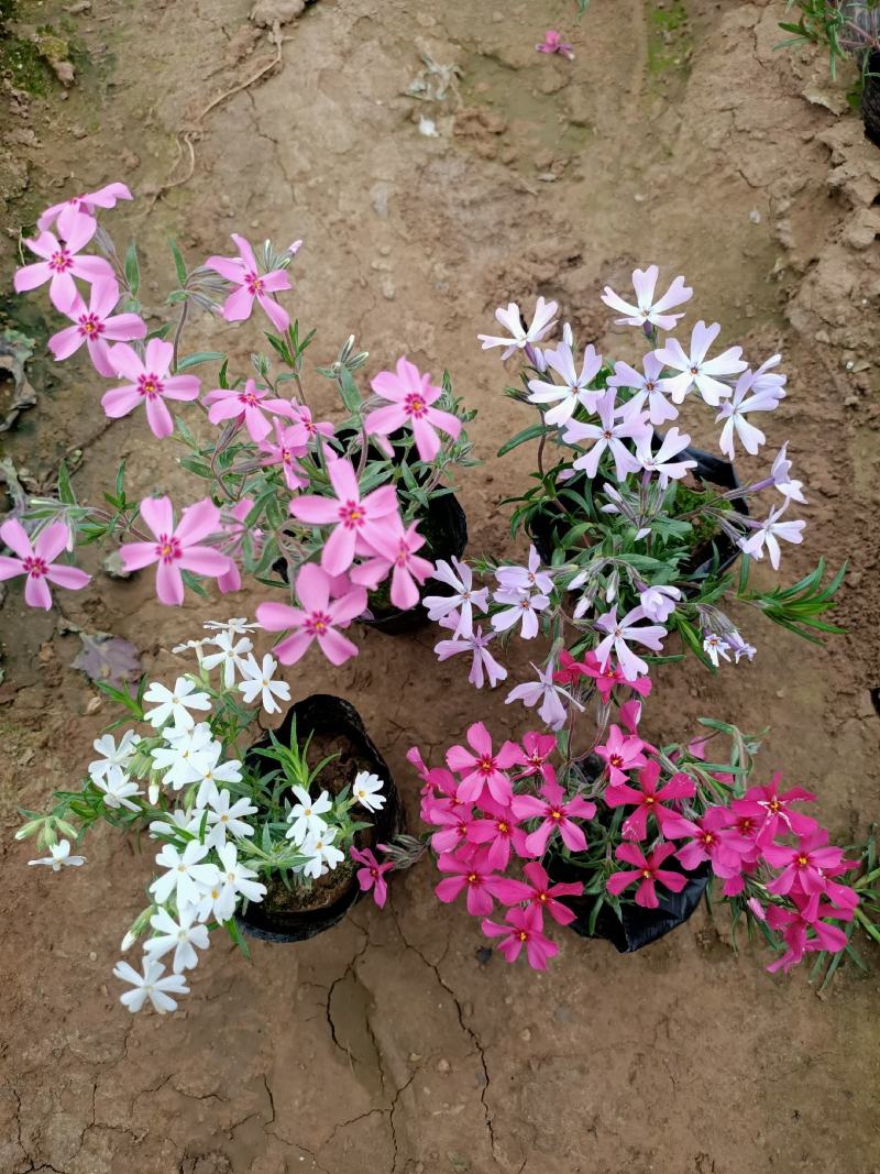苗圃直销丛生福禄考芝樱花杯苗芝樱花海丛生福禄考基地芝樱花