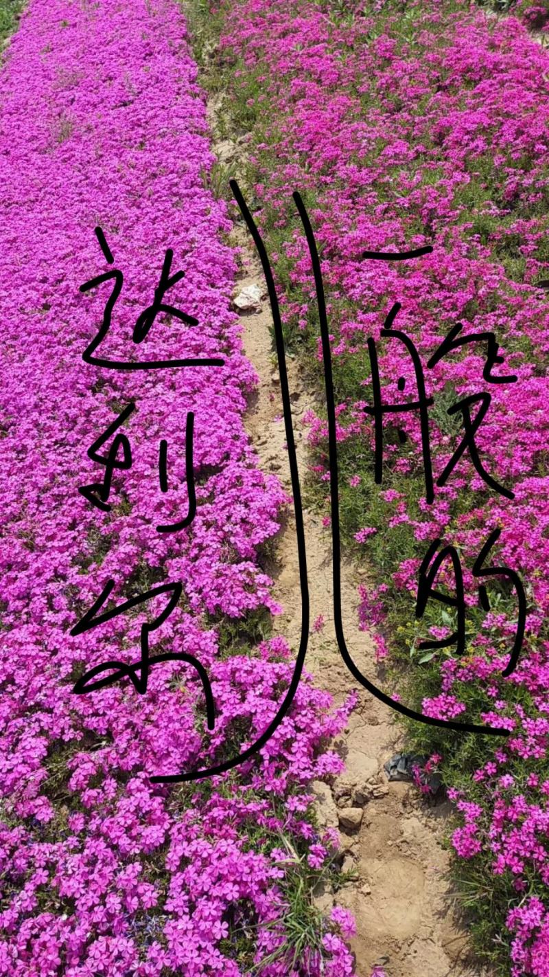 苗圃直销丛生福禄考芝樱花杯苗芝樱花海丛生福禄考基地芝樱花