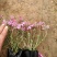 苗圃直销丛生福禄考芝樱花杯苗芝樱花海丛生福禄考基地芝樱花