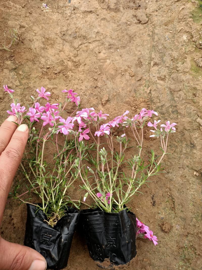苗圃直销丛生福禄考芝樱花杯苗芝樱花海丛生福禄考基地芝樱花