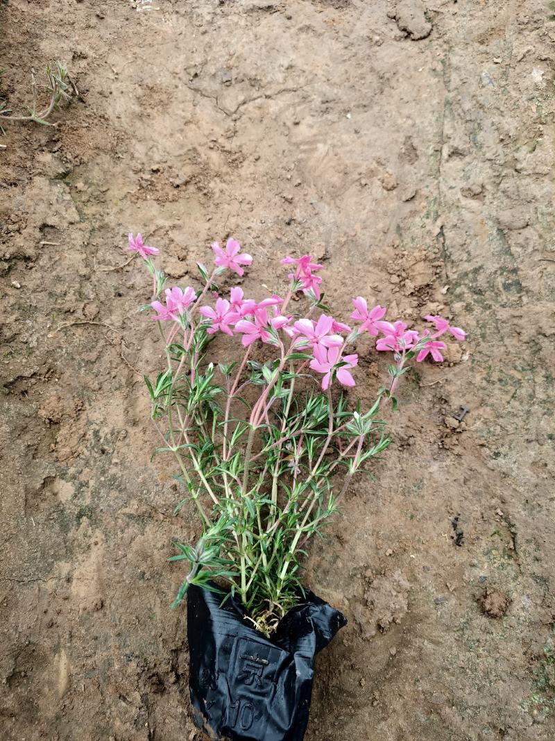 苗圃直销丛生福禄考芝樱花杯苗芝樱花海丛生福禄考基地芝樱花
