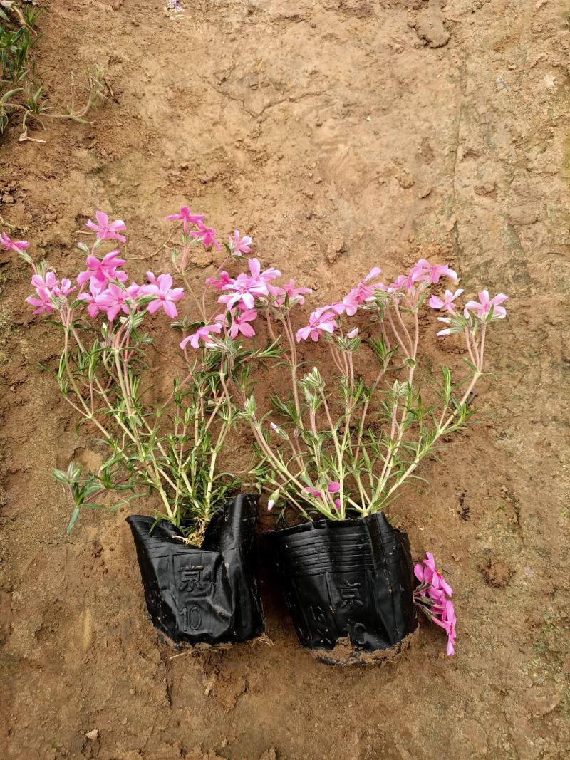苗圃直销丛生福禄考芝樱花杯苗芝樱花海丛生福禄考基地芝樱花