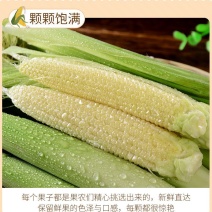 广东水果甜玉米笋新鲜斤玉米芯玉米笋带皮带须包邮。