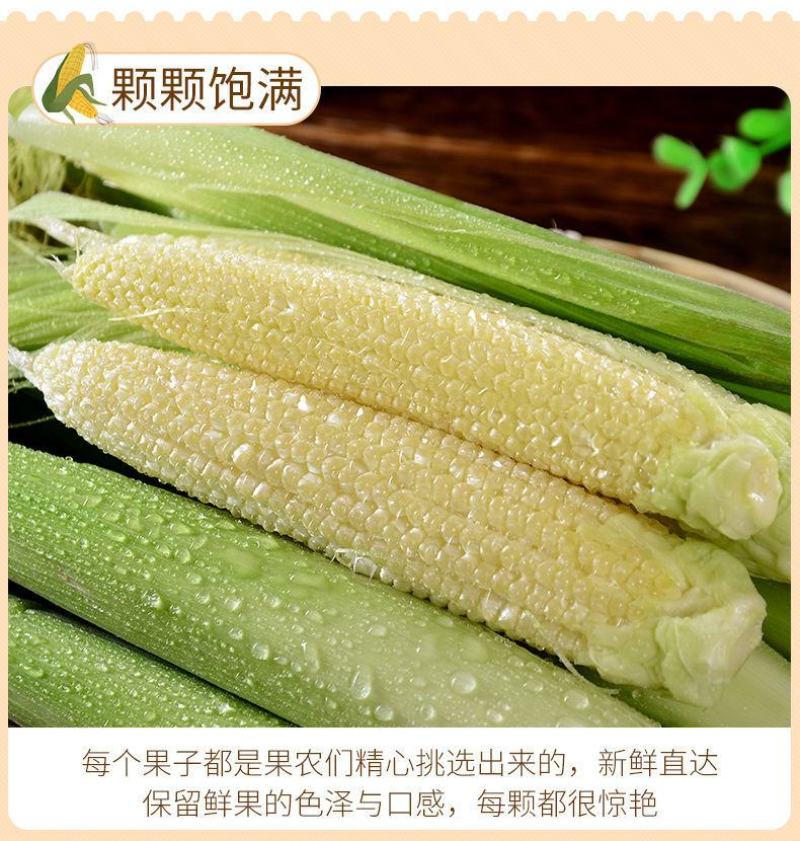 广东水果甜玉米笋新鲜斤玉米芯玉米笋带皮带须包邮。