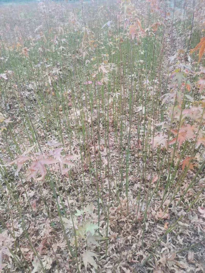 供应青枫，江西青枫小苗供应，基地主营树种，落叶乔木