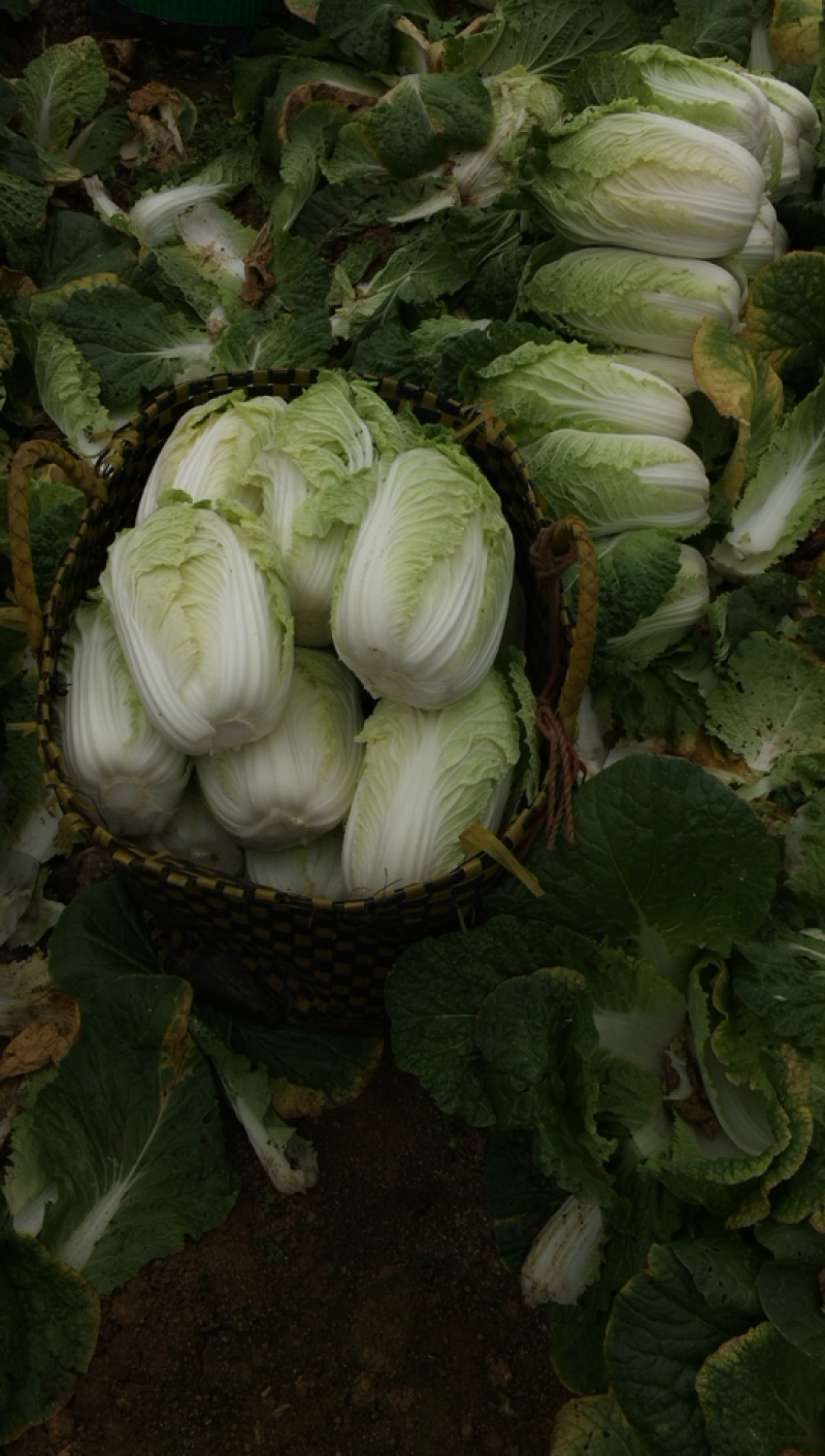广西横县黄心白菜，大量上市，产地直发，量大从优