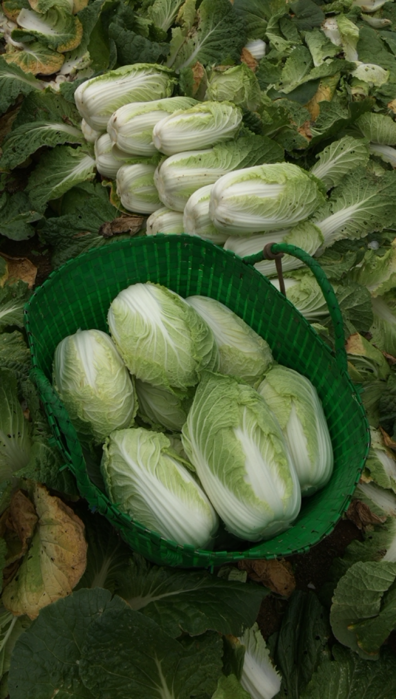 广西横县黄心白菜，大量上市，产地直发，量大从优