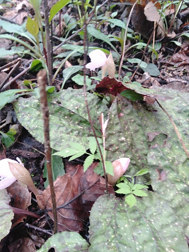 独叶兰，又名独花兰！稀有濒绝花卉。