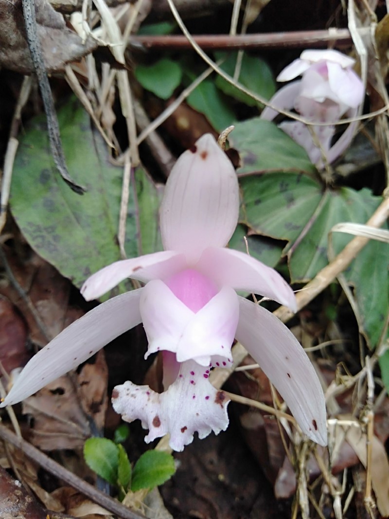 独叶兰，又名独花兰！稀有濒绝花卉。