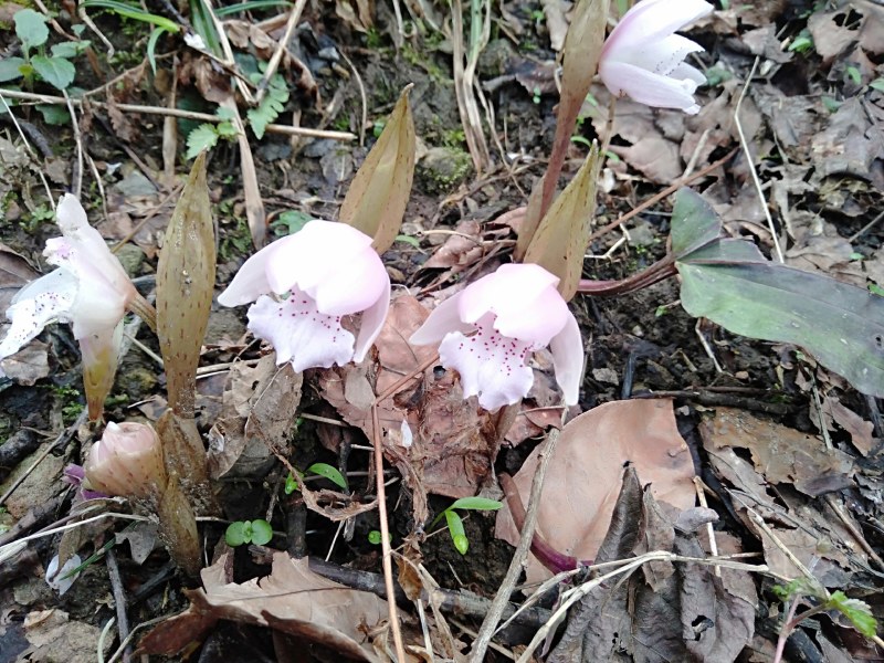 独叶兰，又名独花兰！稀有濒绝花卉。