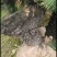 缀化铁树，造型独特，优雅大方。基地直销，物美价廉。