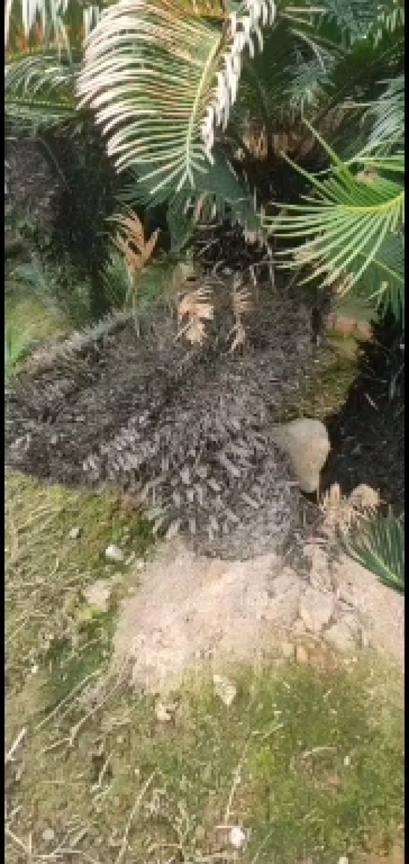 缀化铁树，造型独特，优雅大方。基地直销，物美价廉。
