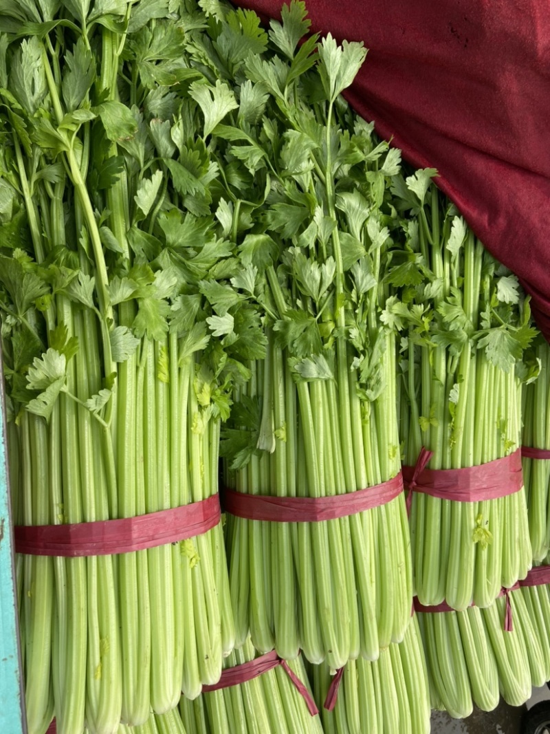 芹菜河北精品芹菜大量上市中产地直销一手货源欢迎咨询