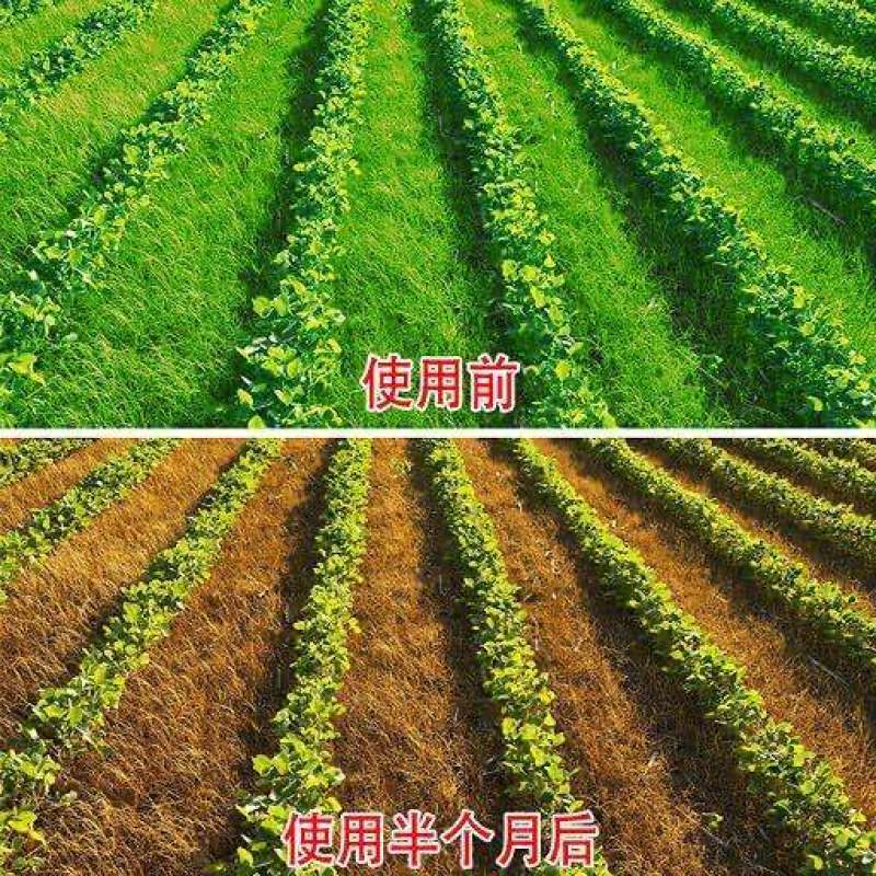 黄豆田大豆田苗后杂草专用除草剂精喹禾灵氟磺胺草醚禾