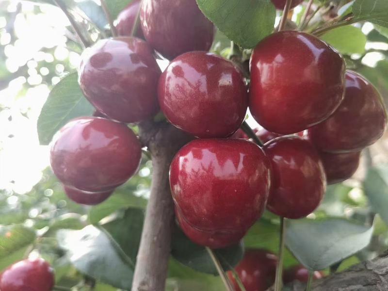 山东优质樱桃基地，大量供应各品种樱桃。质量好，价格优。
