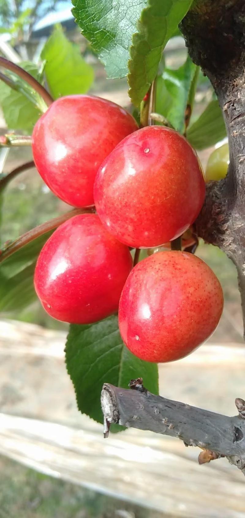 山东优质樱桃基地，大量供应各品种樱桃。质量好，价格优。