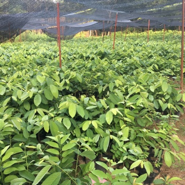 嫁接释迦果苗中杯苗释迦果树苗释迦果苗嫁接苗