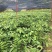 嫁接释迦果苗中杯苗释迦果树苗释迦果苗嫁接苗