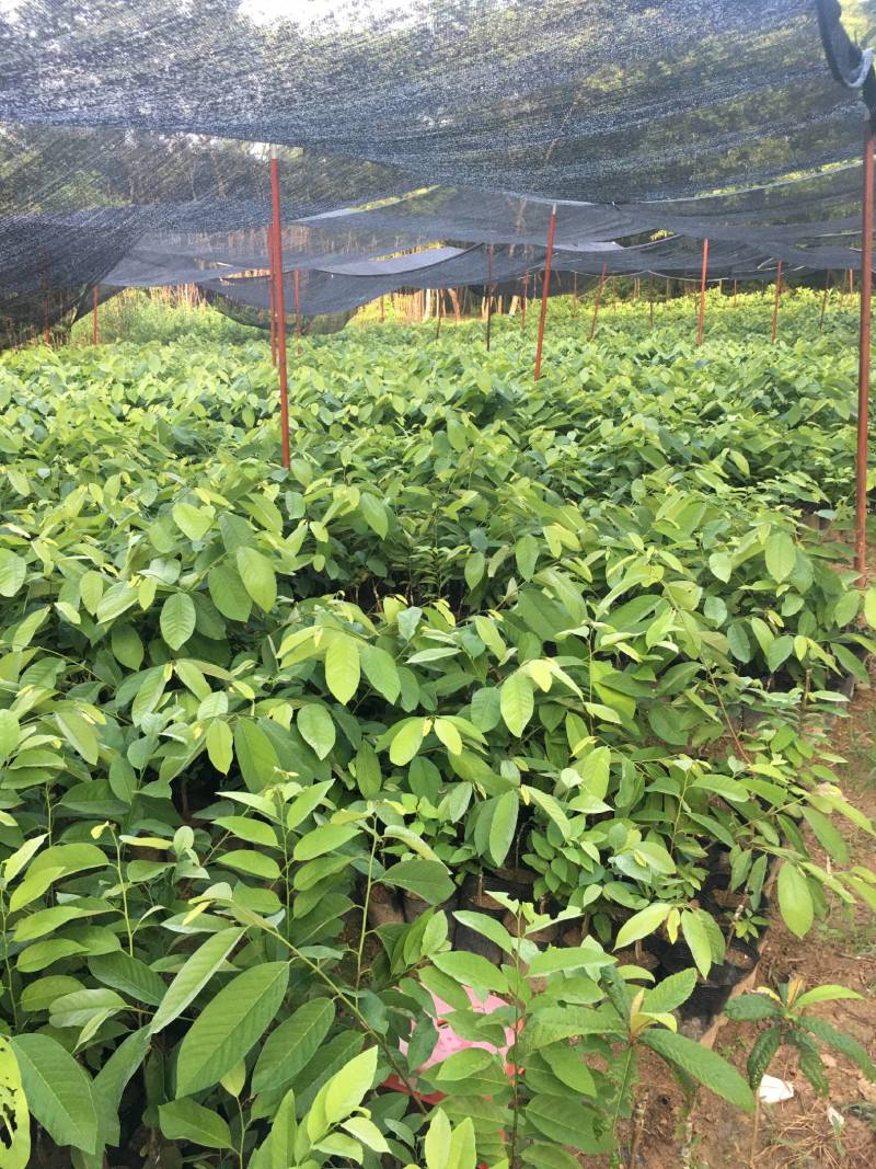 嫁接释迦果苗中杯苗释迦果树苗释迦果苗嫁接苗