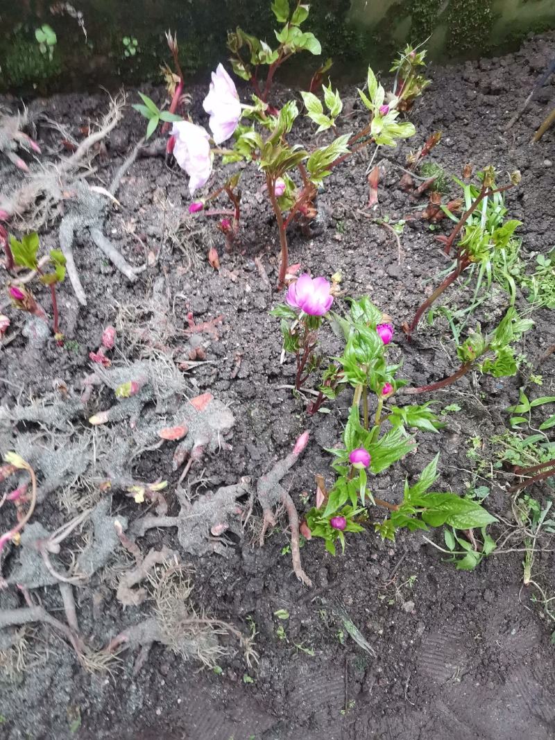 芍药花，天然品种，观赏药用。