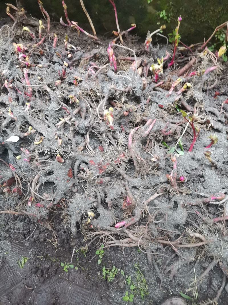 芍药花，天然品种，观赏药用。