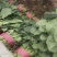菠菜货源充足价格优产地直供走大量批发诚信服务！
