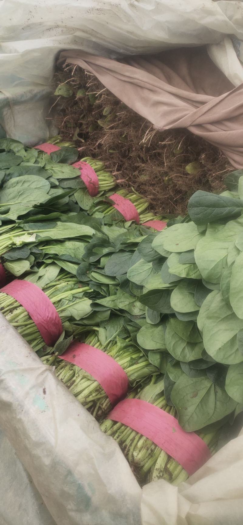菠菜货源充足价格优产地直供走大量批发诚信服务！
