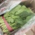 菠菜货源充足价格优产地直供走大量批发诚信服务！