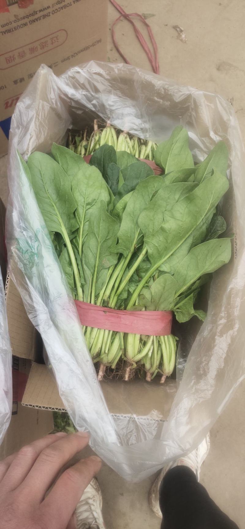 菠菜货源充足价格优产地直供走大量批发诚信服务！