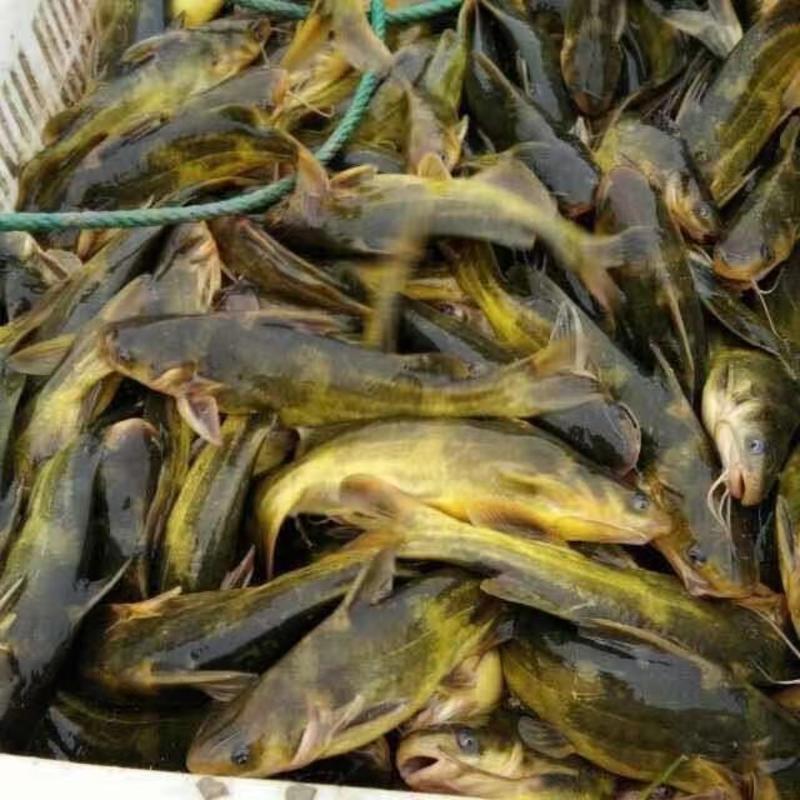 精品黄桑鱼塘口直发价，包技术，全国各地包邮