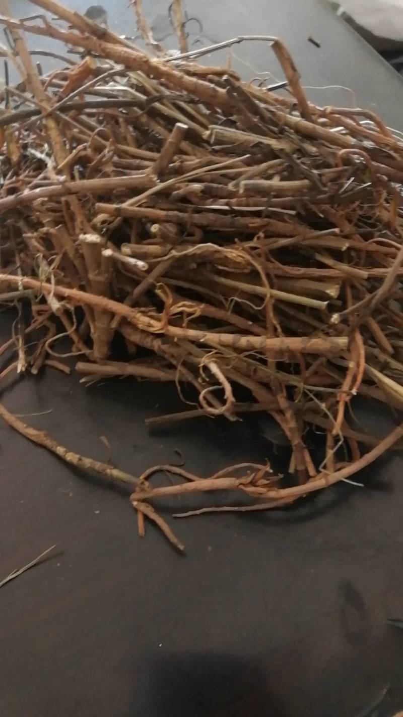 柴胡个甘肃柴胡各种中药材