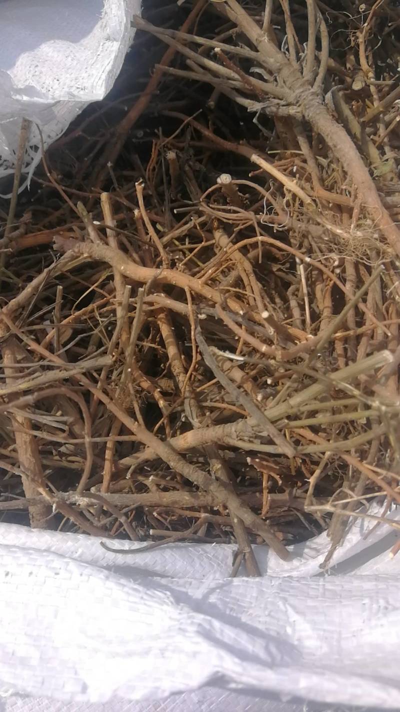 柴胡个甘肃柴胡各种中药材