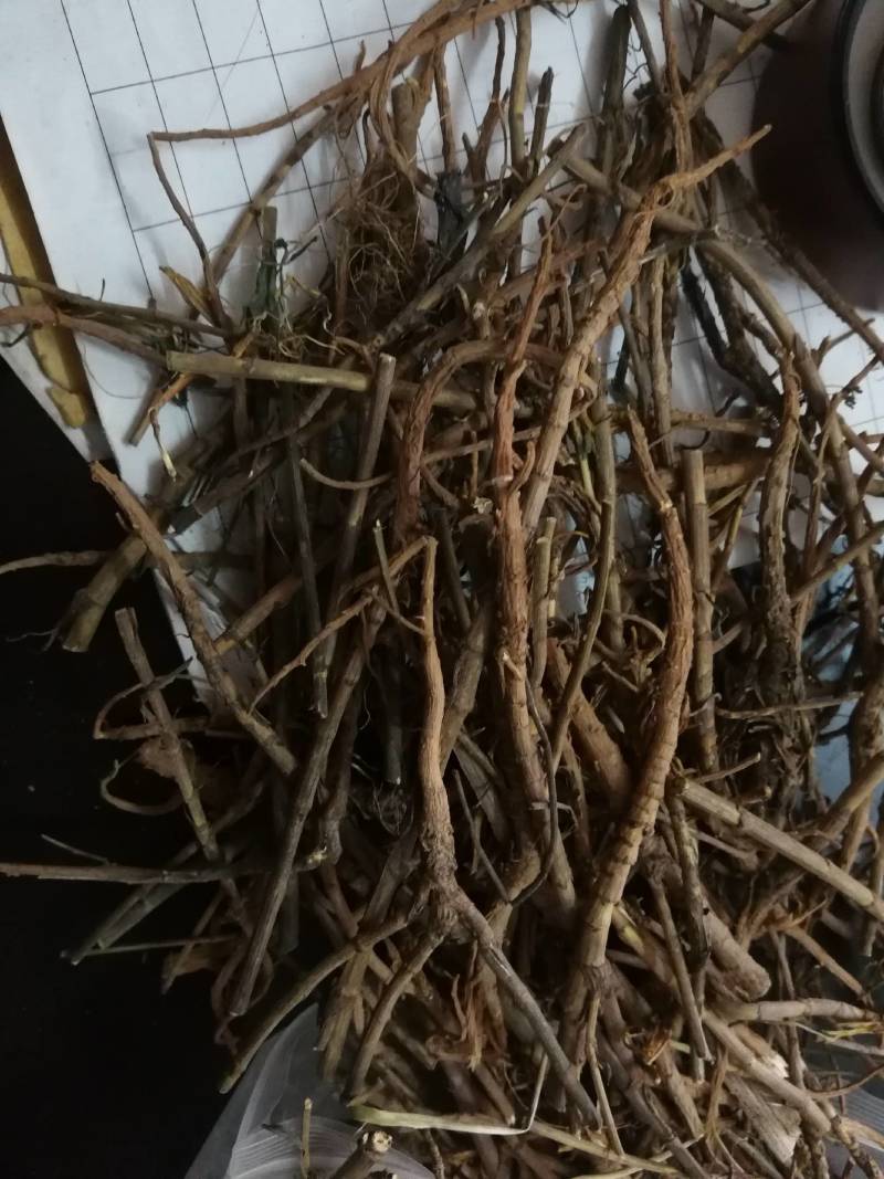 柴胡个甘肃柴胡各种中药材