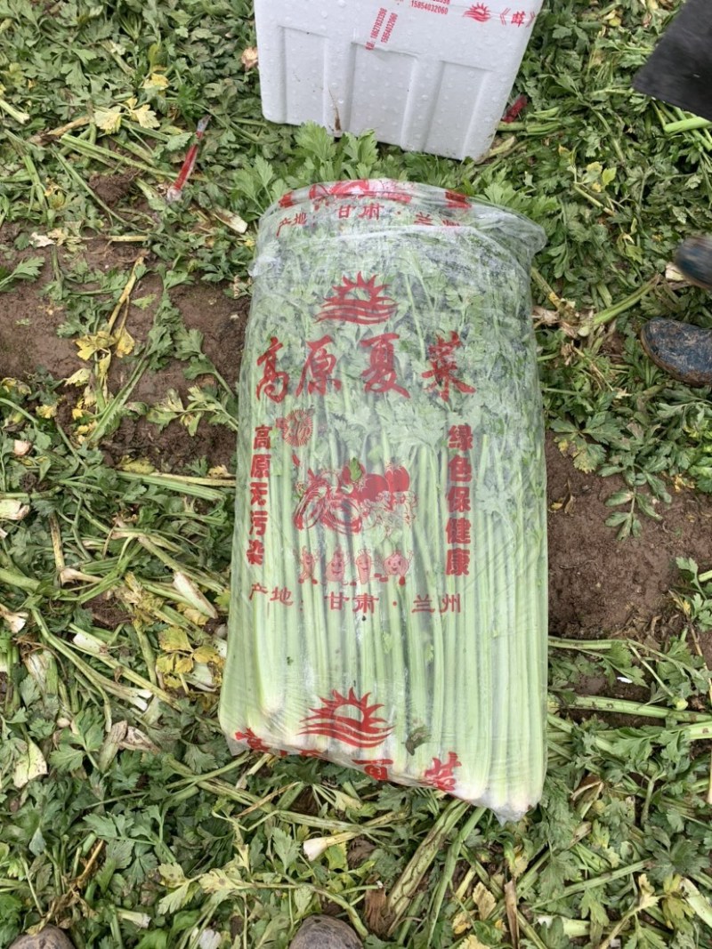 河南周口鹿邑优质芹菜精品小颗，大量上市，产地直发