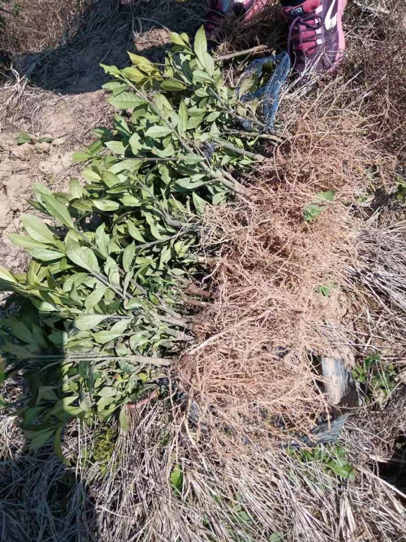福建栀子苗，苗壮根系发达，当年可以挂果，当年收回苗子成本