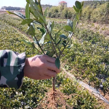 福建栀子苗，苗壮根系发达，当年可以挂果，当年收回苗子成本