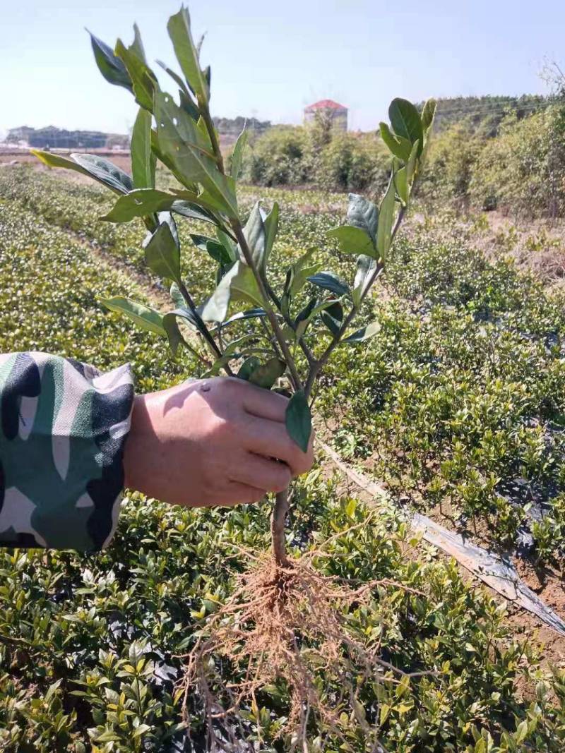 福建栀子苗，苗壮根系发达，当年可以挂果，当年收回苗子成本