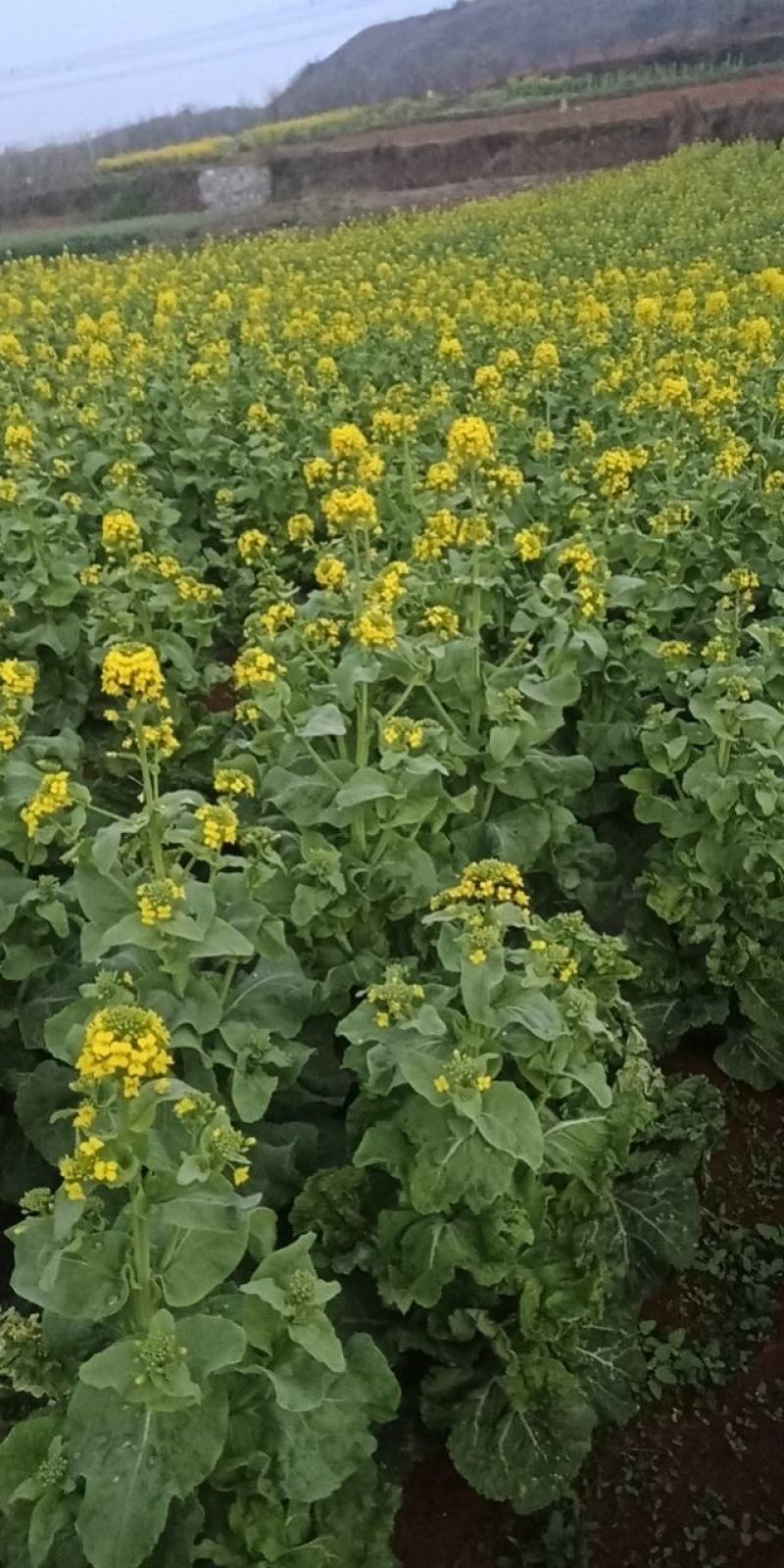 麻叶菜菜苔平坝夏云这里