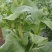 麻叶菜菜苔平坝夏云这里