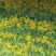 麻叶菜菜苔平坝夏云这里