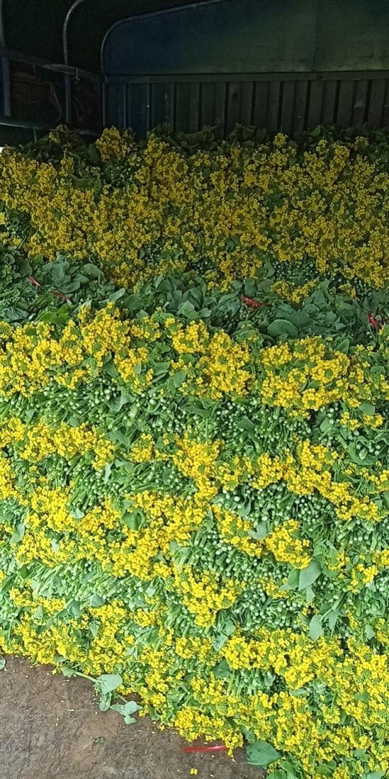 麻叶菜菜苔平坝夏云这里
