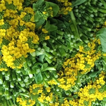 麻叶菜菜苔平坝夏云这里